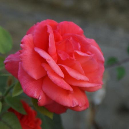 Pujols  Romantic Gite Nr St Emilion With Private Pool And Views To Die For מראה חיצוני תמונה
