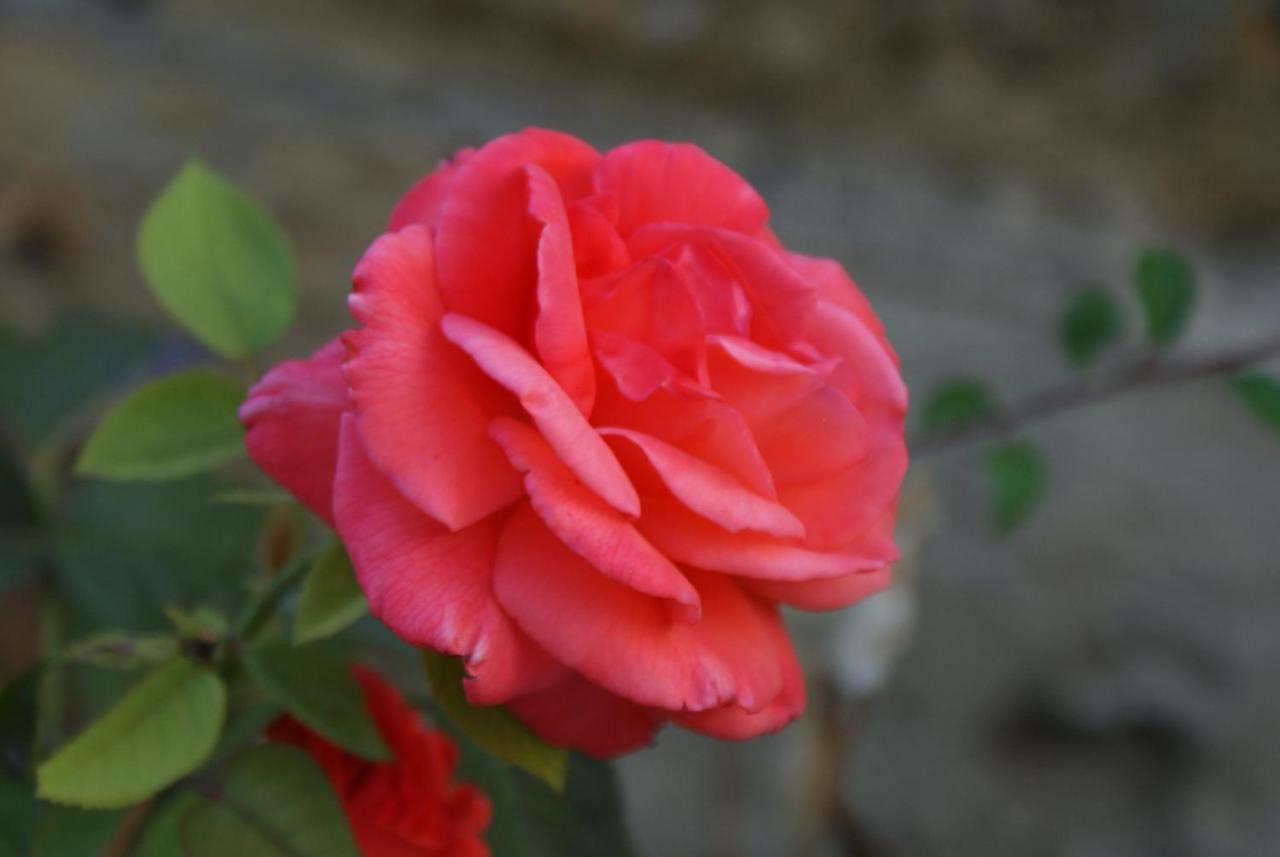 Pujols  Romantic Gite Nr St Emilion With Private Pool And Views To Die For מראה חיצוני תמונה